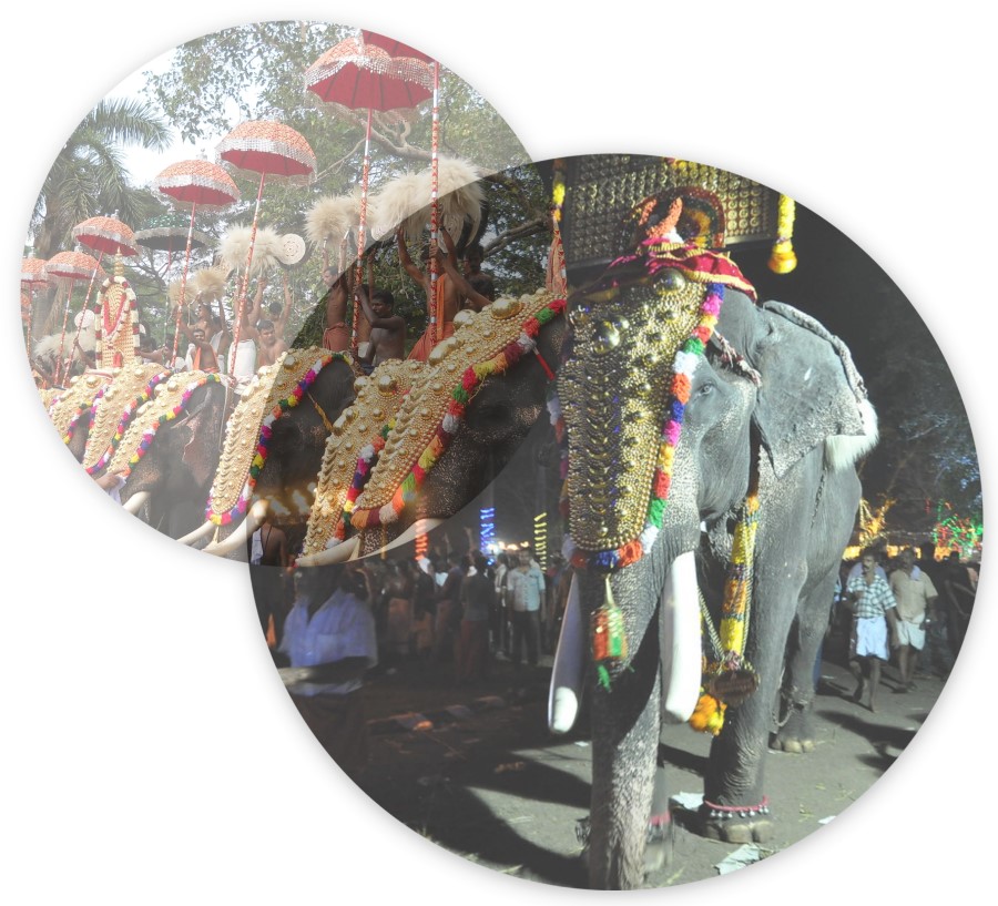 Celebrate Thrissur Pooram While Teaching English Abroad